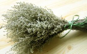 Wermut, um Parasiten aus dem Körper zu entfernen